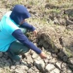 Sawah