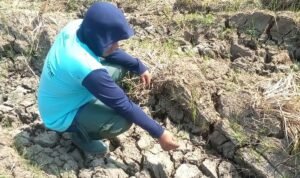 Sawah